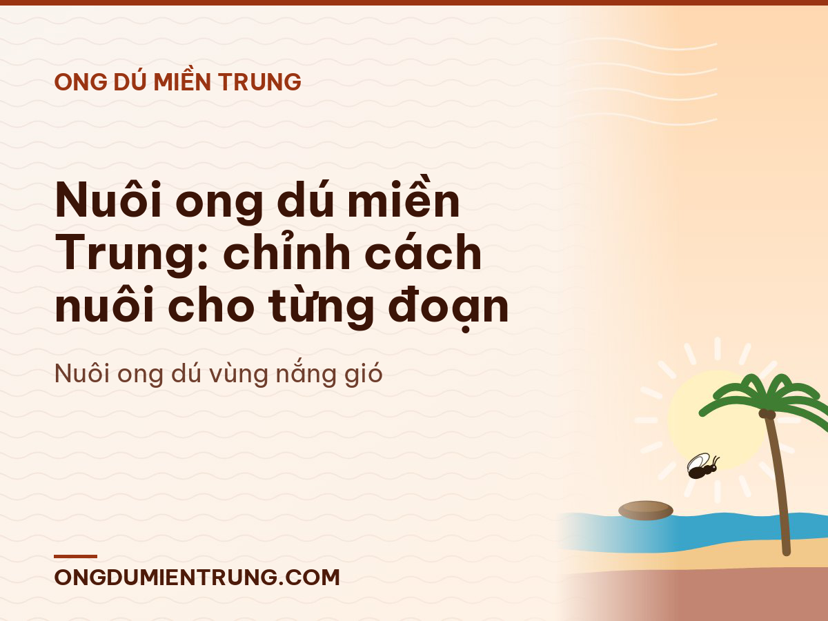 Nuôi ong dú miền Trung: chỉnh cách nuôi cho từng đoạn